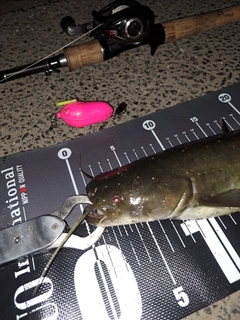 ナマズの釣果