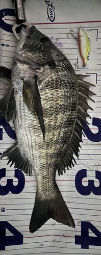 クロダイの釣果