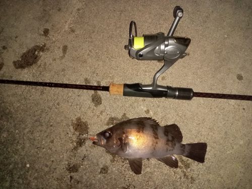 メバルの釣果