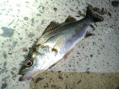 セイゴ（マルスズキ）の釣果