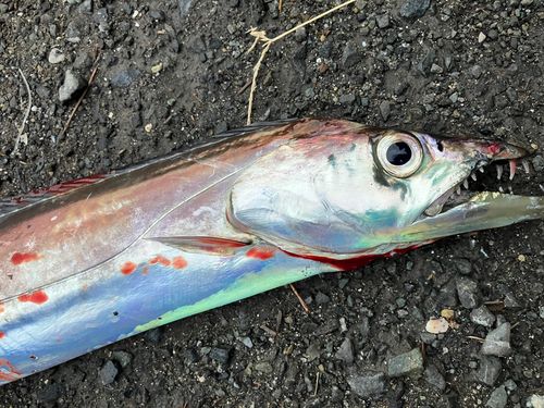 タチウオの釣果