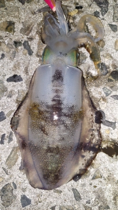 アオリイカの釣果