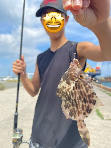 カワハギの釣果