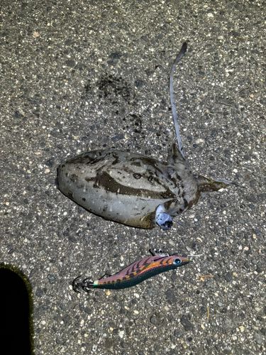 コウイカの釣果