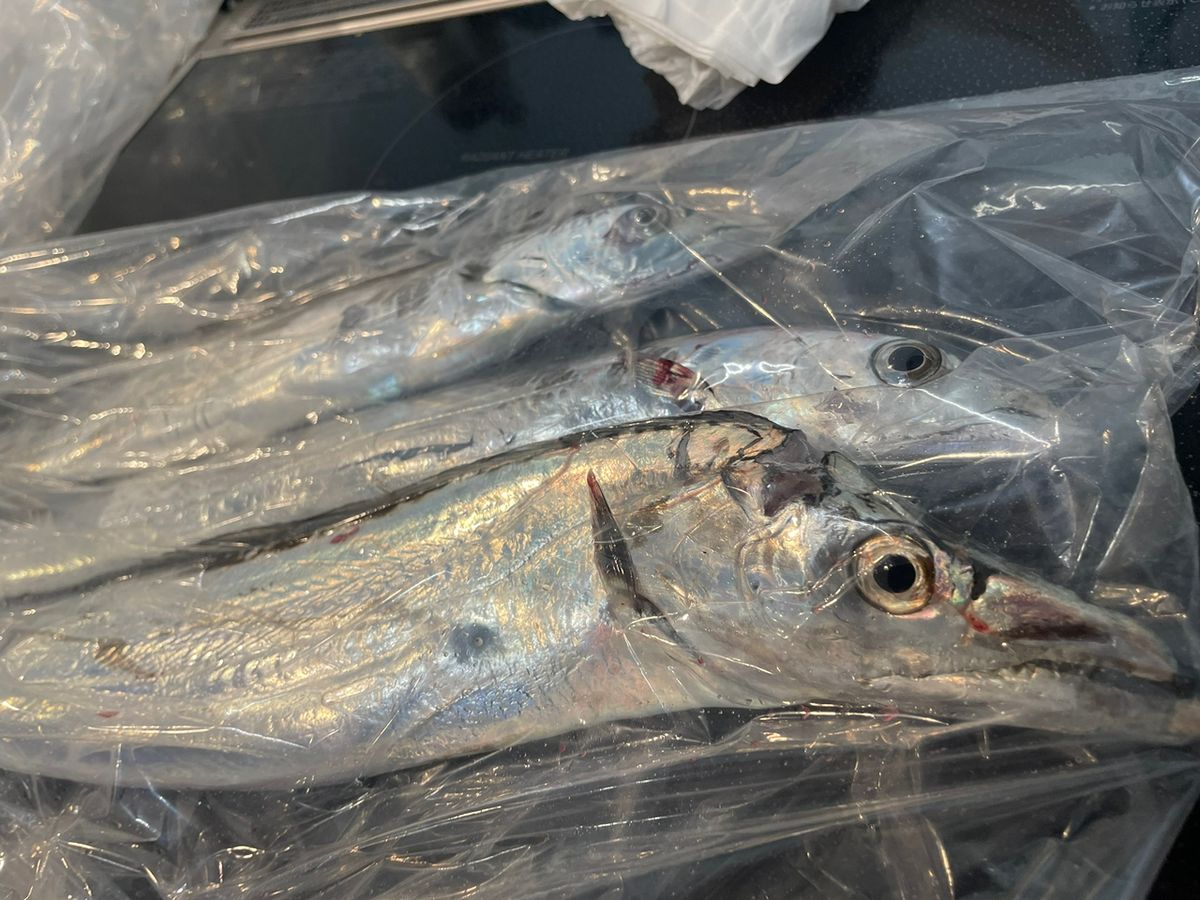 peipeipeiさんの釣果 1枚目の画像