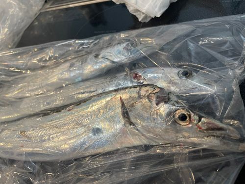博多湾