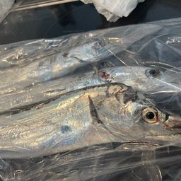 タチウオ