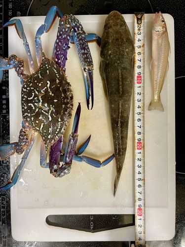 マゴチの釣果