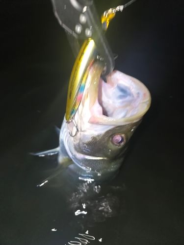涸沼