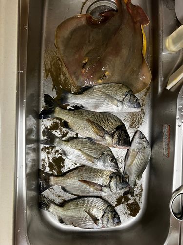 エイの釣果