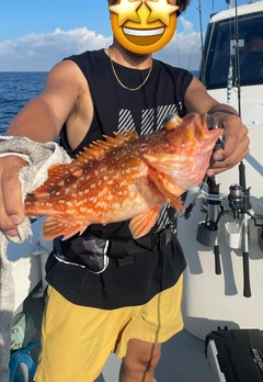 アヤメカサゴの釣果