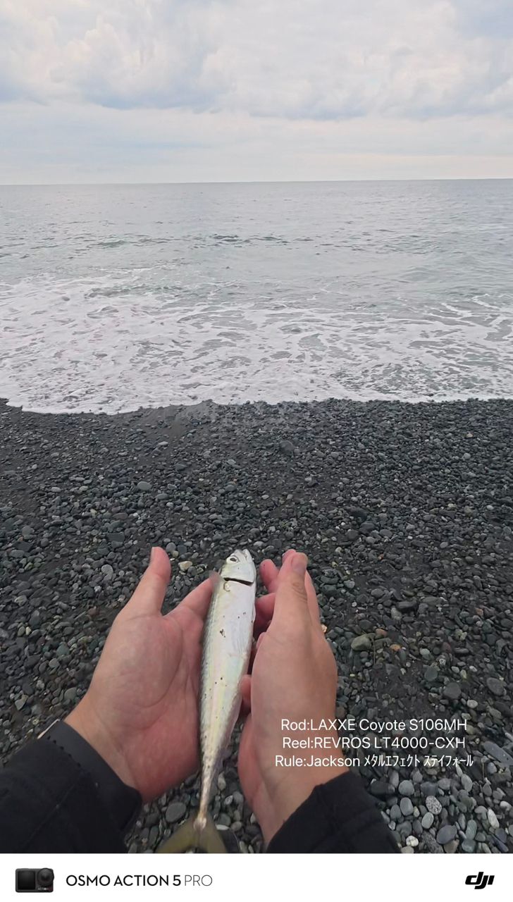 サバ