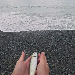 サバ