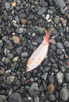 コノシロの釣果