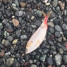 コノシロ