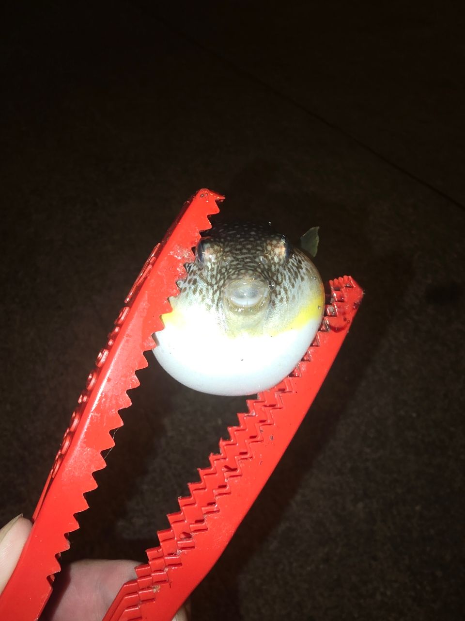 ショゴ
