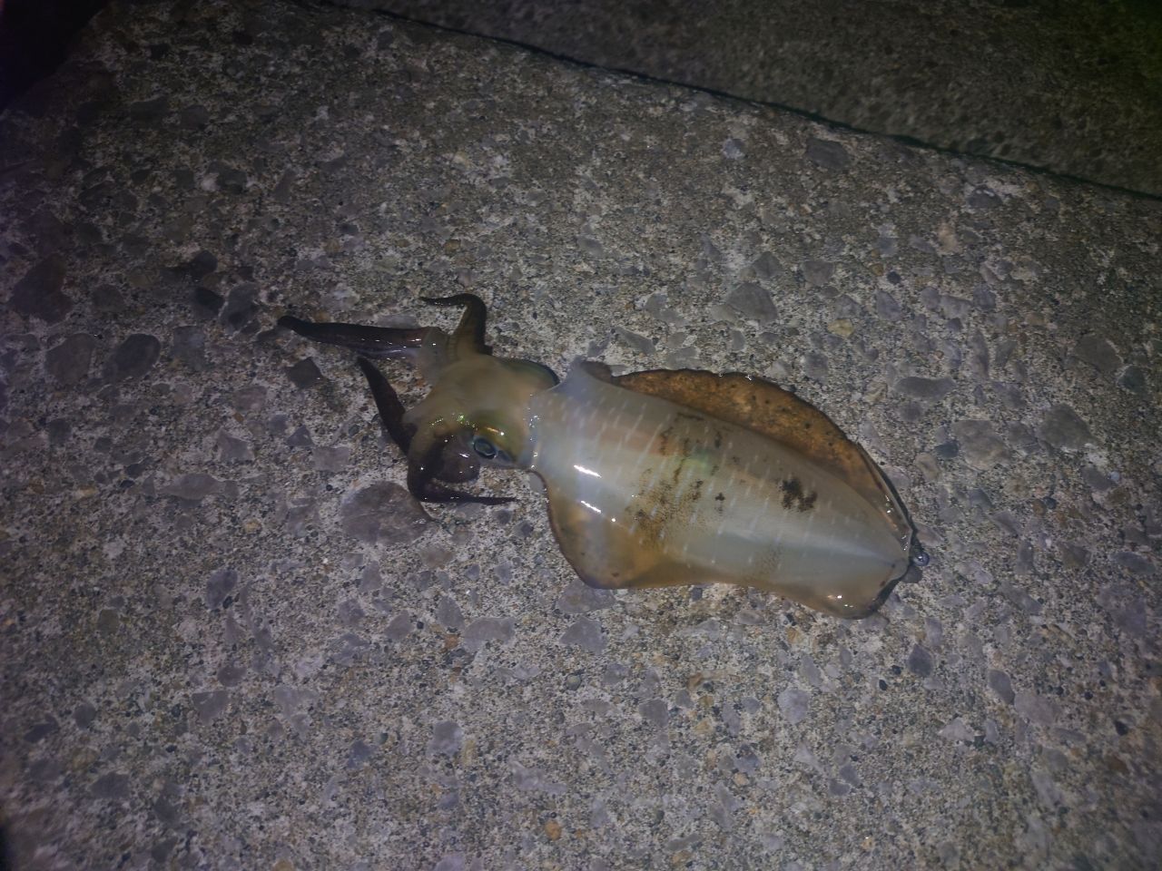 アジ