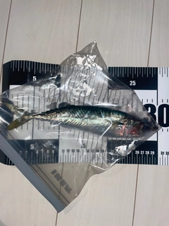 サバの釣果
