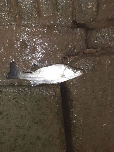 釣川