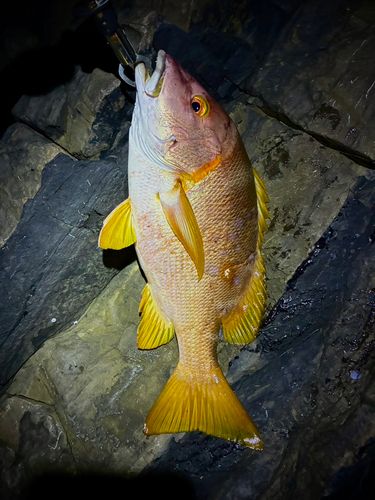 シブダイの釣果