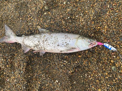 アキアジの釣果