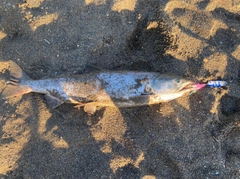 アキアジの釣果