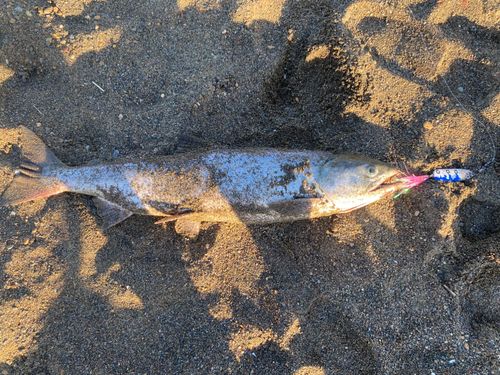 アキアジの釣果