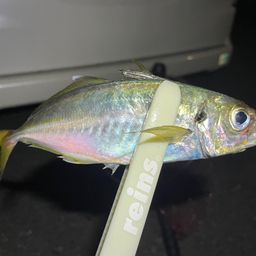アジ