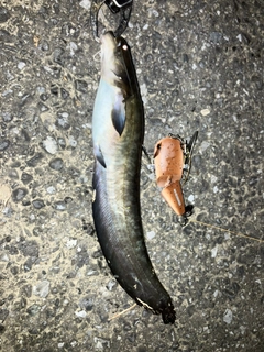 ナマズの釣果