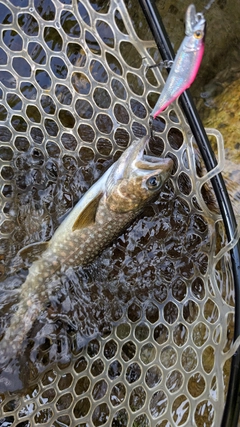 イワナの釣果