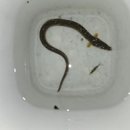 ウナギ