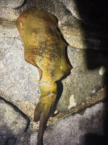 狩留家海浜公園
