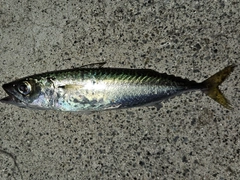 サバの釣果