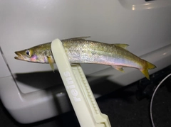 アカカマスの釣果