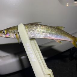 アカカマス