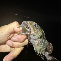 ガシラ