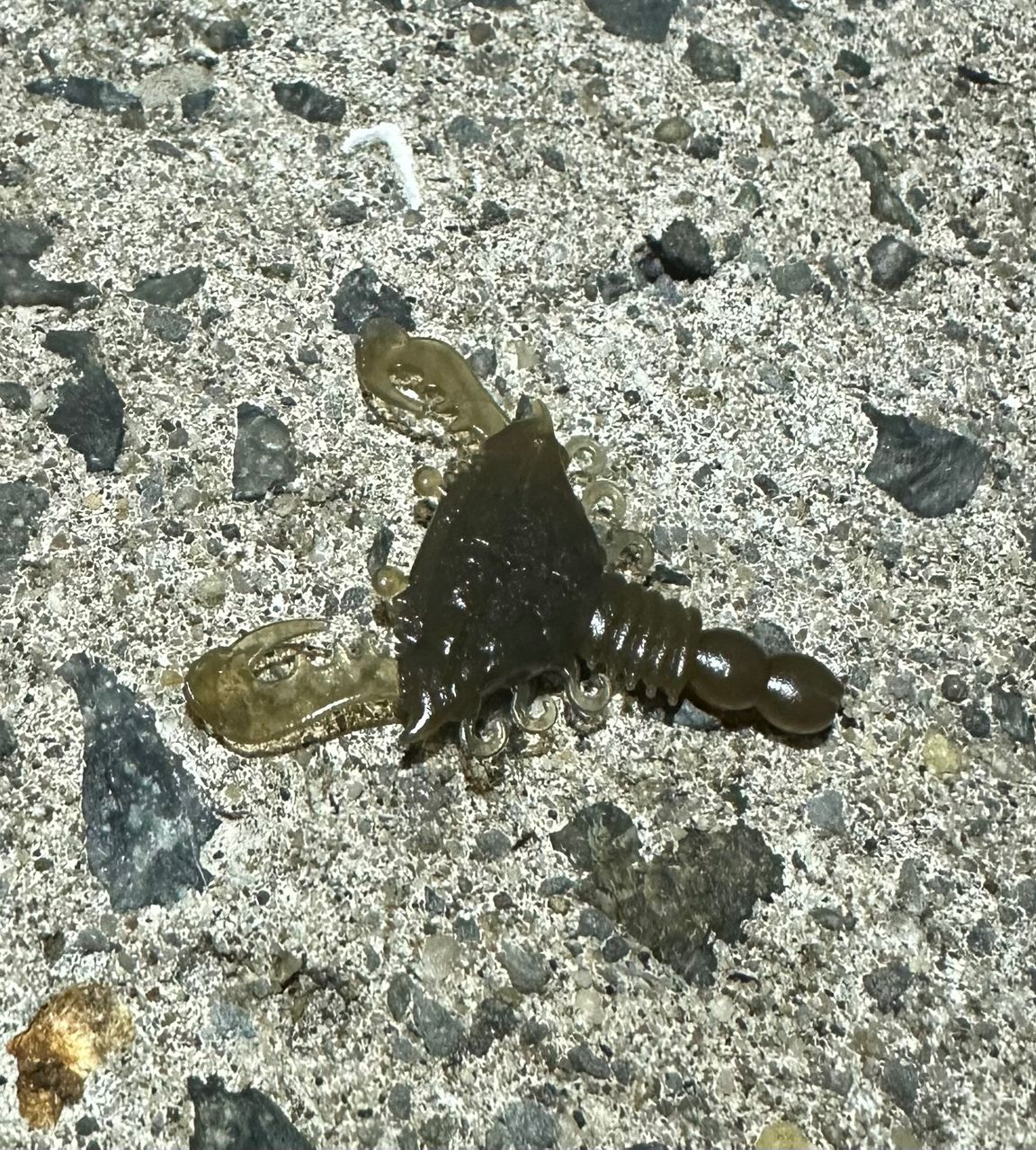 ガシラ