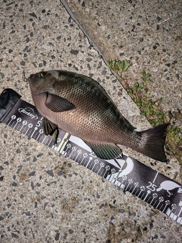 グレの釣果