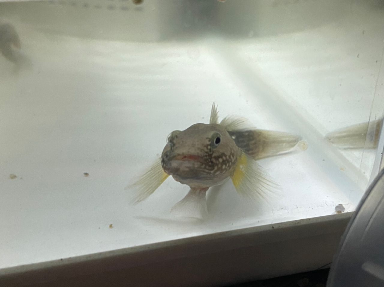コイ