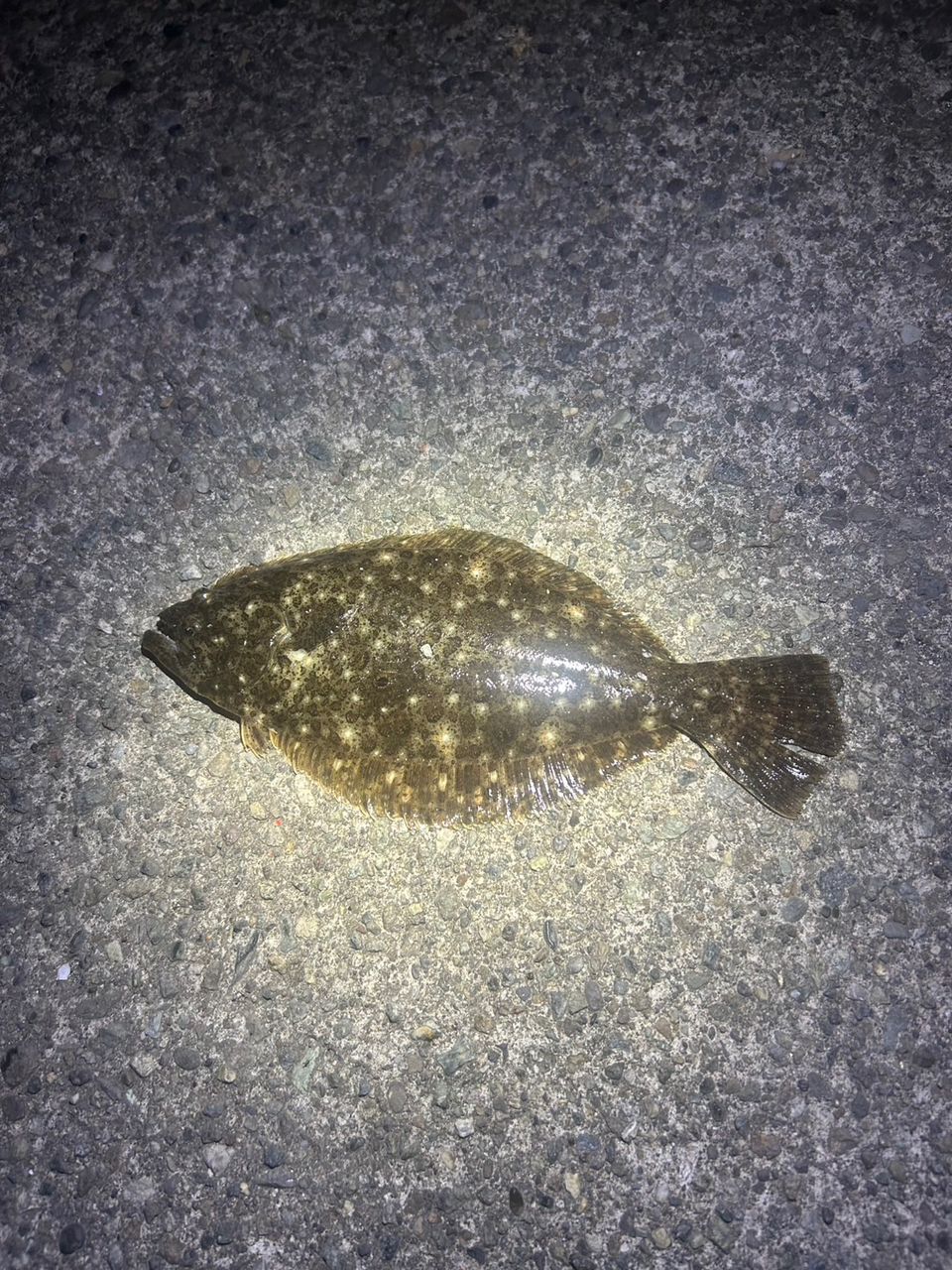 ヒラメ