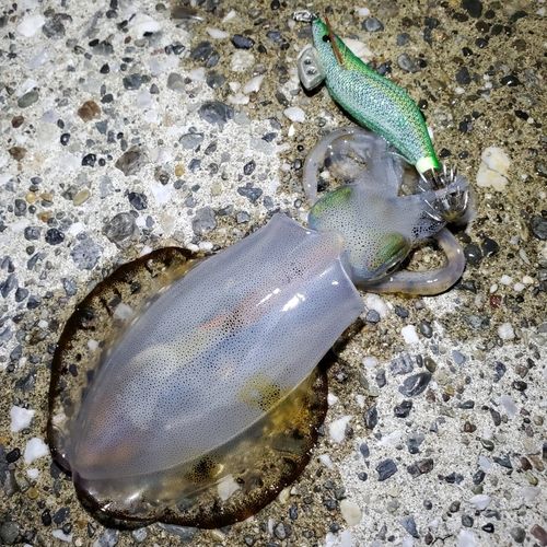 アオリイカの釣果