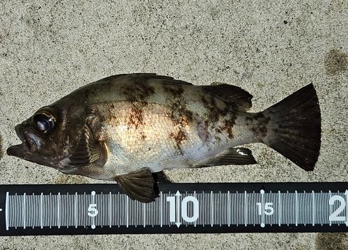メバルの釣果
