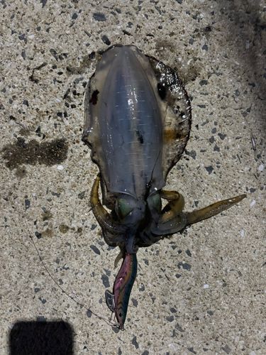 長崎湾