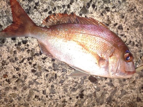 タイの釣果