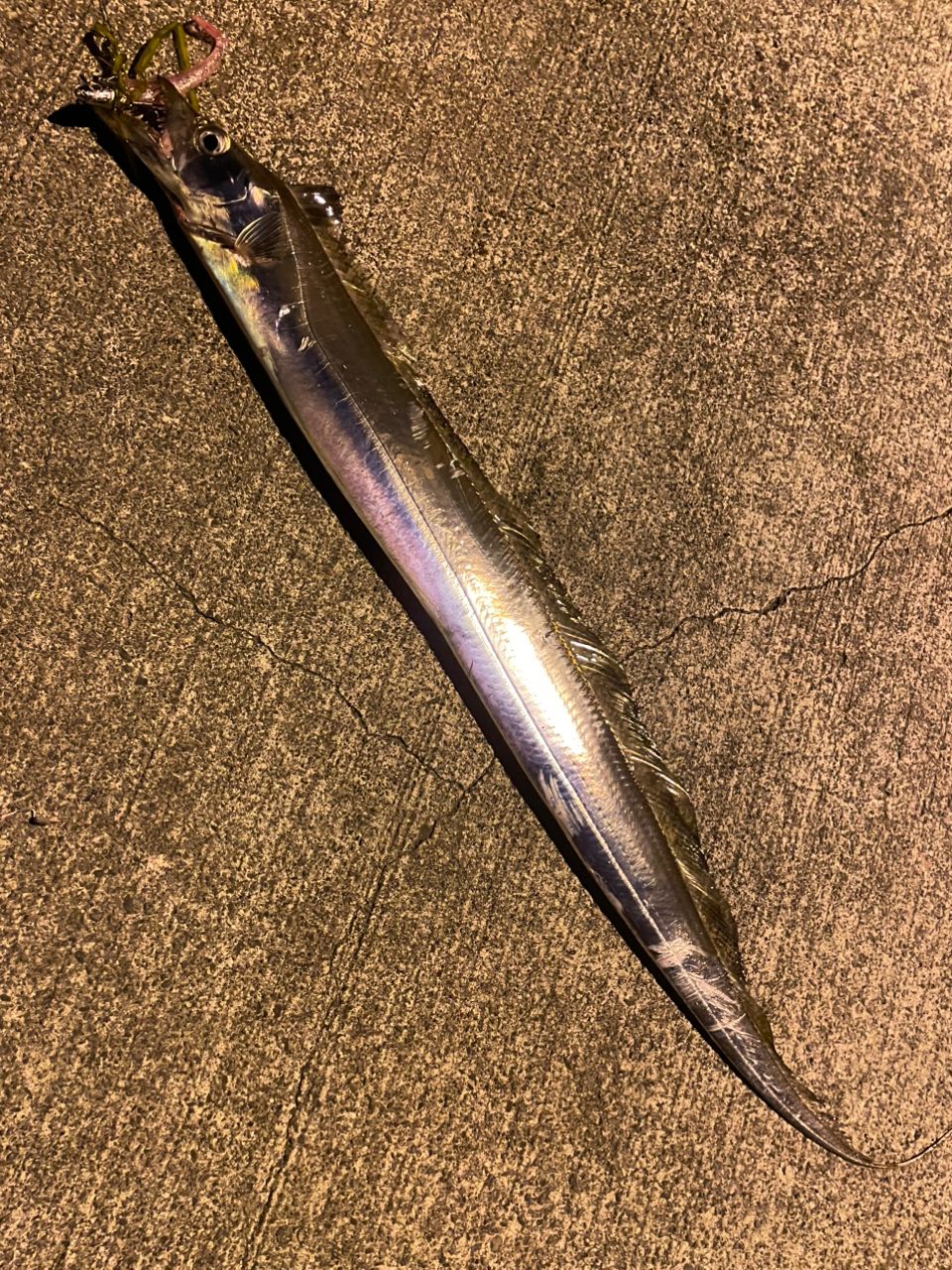 タチウオ