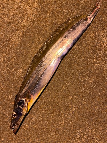 タチウオの釣果