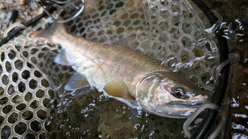 アマゴの釣果