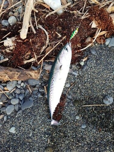 ソウダガツオの釣果
