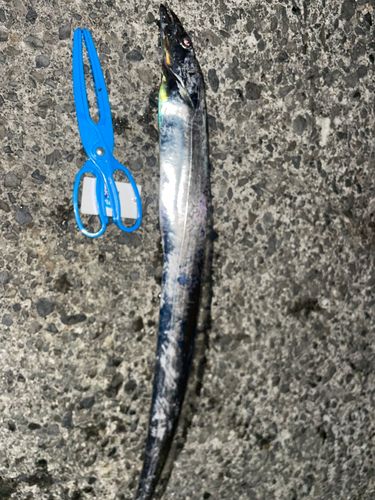 タチウオの釣果