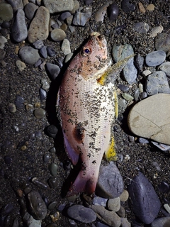 クロホシフエダイの釣果